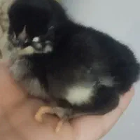 جوجه کوردی اصل