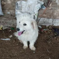 حیوانات خانگی