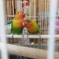 کوتوله برزیلی دستی|پرنده|ساوه, |دیوار