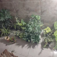 گل و گیاه آپارتمانی|گل و گیاه طبیعی|یزد, |دیوار