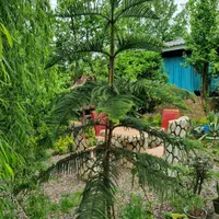 ویلا کنار رودخانه تاب باغی وباربیکیو وجا ماهیگیری|اجارهٔ کوتاه‌مدت ویلا و باغ|رودبنه, |دیوار