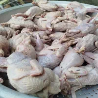 بلدرچین گرمه محلی کشتار