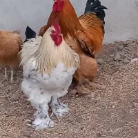 برهما غول|حیوانات مزرعه|تهران, صاحب الزمان|دیوار