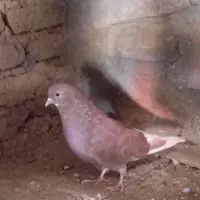 کبوتر|پرنده|سلفچگان, |دیوار