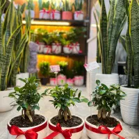 بنسای.گل آپارتمانی.مناسب روز مادر.هدیه