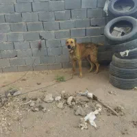 ماده خراسانی درشت گله ای و توله نر ۶ماه