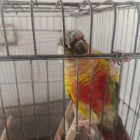 جفت گرینچیک