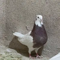 طوقی سه بردار بلندپرواز و بازیکن|پرنده|شیراز, گلکوب|دیوار