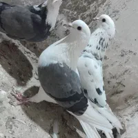 کبوتر پرشی ۴ عدد|پرنده|مشگین شهر, |دیوار