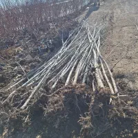 صنوبر کبوده و بید منون ۶ و ۸ متری بزرگ و تنومند