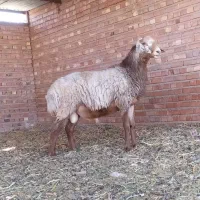 بره نر چینی اصیل قندوزی درشت و سالم|حیوانات مزرعه|کرمان, |دیوار