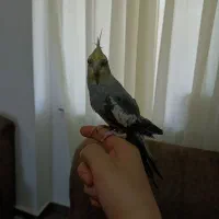 عروس هلندی سخنگو