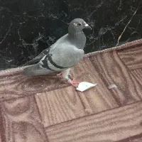 کبوتر‌ جوجه پلاکی