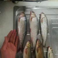 ست ماهیگیری