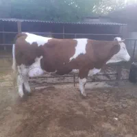 گاو مونت شیری سنگین وزن شیر پرچرب