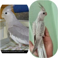 فروش طوطی عروس خانگی|پرنده|نوشهر, |دیوار