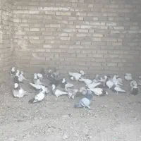کبوتر|پرنده|شراء, |دیوار
