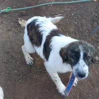 توله سگ ماده نگهبان|سگ|بره‌سر, |دیوار