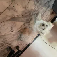 سگ.