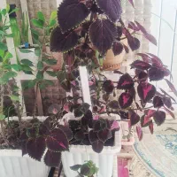 گل طبیعی|گل و گیاه طبیعی|اردبیل, |دیوار