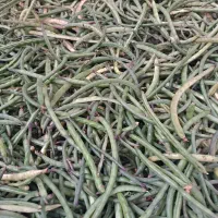 لوبیا سبز (چشم بلبلی)
