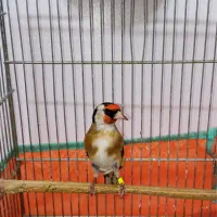 سهره نر قواره دار|پرنده|تهران, مسعودیه|دیوار