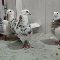 طوقی هفت رنگ