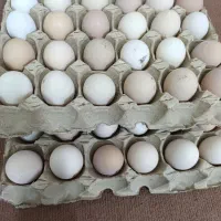 تخم مرغ محلی