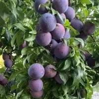 نهال آلو پفکی