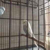 مرغ عشق انگلیسی گرید بالا