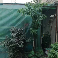درختچه نارنج و انواع گلهای پرورش خانگی