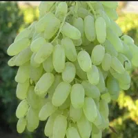 نهال تضمینی زردآلوی عسگر آباد سبز|خدمات باغبانی و درختکاری|مرند, |دیوار