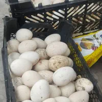 مرغ بوقلمون اردک تخم جوجه