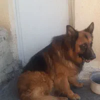 ژرمن شپرد شولاین اصیل ۱۰۰٪