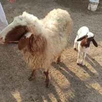 گوسفند ماده با بره نر