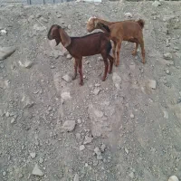 کهره نر و ماده