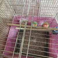 طوطی برزیلی