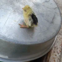مرغ با ۳۰ عدد جوجه و۳۰ عدد جوجه شاخدار