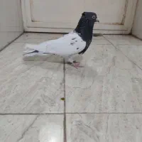 کبوتر کله ای