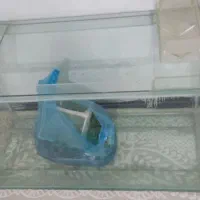 آکواریوم|ماهی|خرم‌آباد, |دیوار