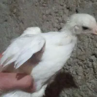 جوجه های سالم