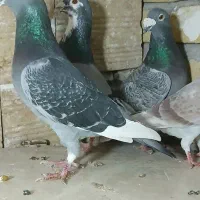 کفترپلاکی مسافتی  یهودی