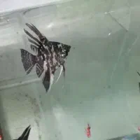 ماهی ماهی زینتی|ماهی|ساری, |دیوار