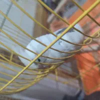 عروس هلندی