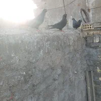 زاغ|پرنده|خرمشهر, |دیوار