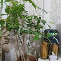 گل پاچیرا|گل و گیاه طبیعی|شیراز, تندگویان|دیوار