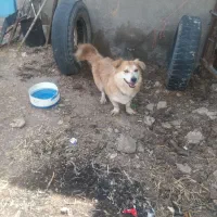 سگ س|سگ|گناباد, |دیوار