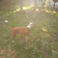 پیتبول اسفورد شایر|سگ|بابل, |دیوار