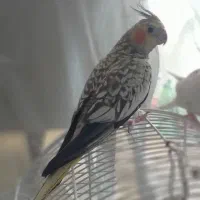 عروس هلندی گلباقالی|پرنده|رشت, شهرک شهید رجایی|دیوار