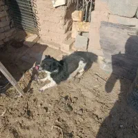 فروش سگ قیمت ۵۰۰تومان